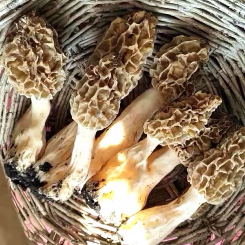 長(zhǎng)白山野生羊肚菌