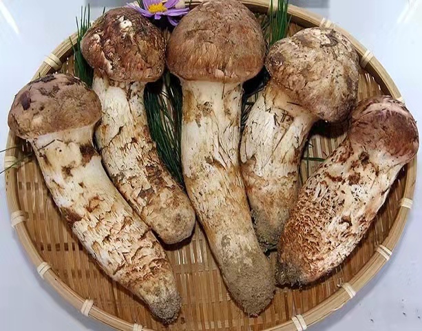 長白山野生松茸