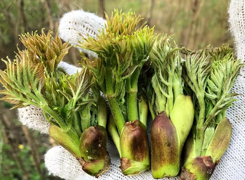 野生刺老芽