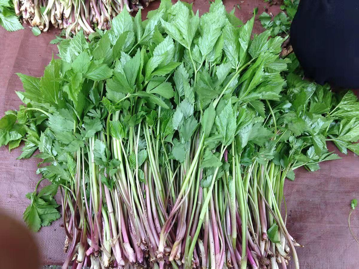野生山芹菜